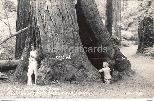 Hollow Redwood Tree - Muir Woods Nat'l Monument - Calif - 258 - old postcard - 1947 - United States - USA - used - JH Postcards