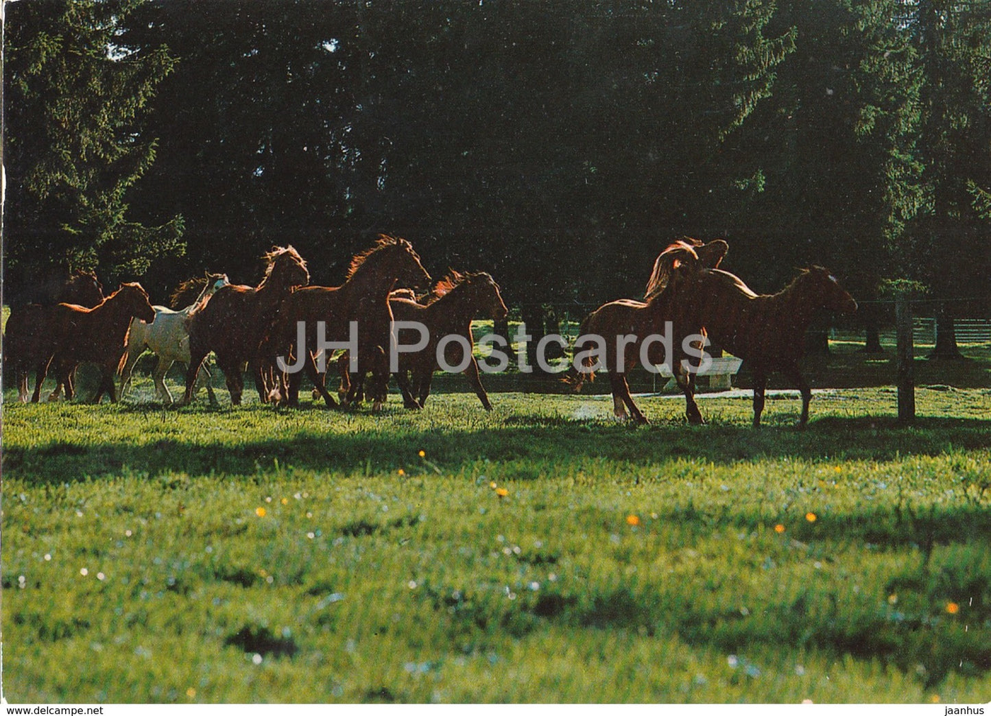 Au Paturage du Jura - Franches Montagnes - horse - Switzerland - used - JH Postcards