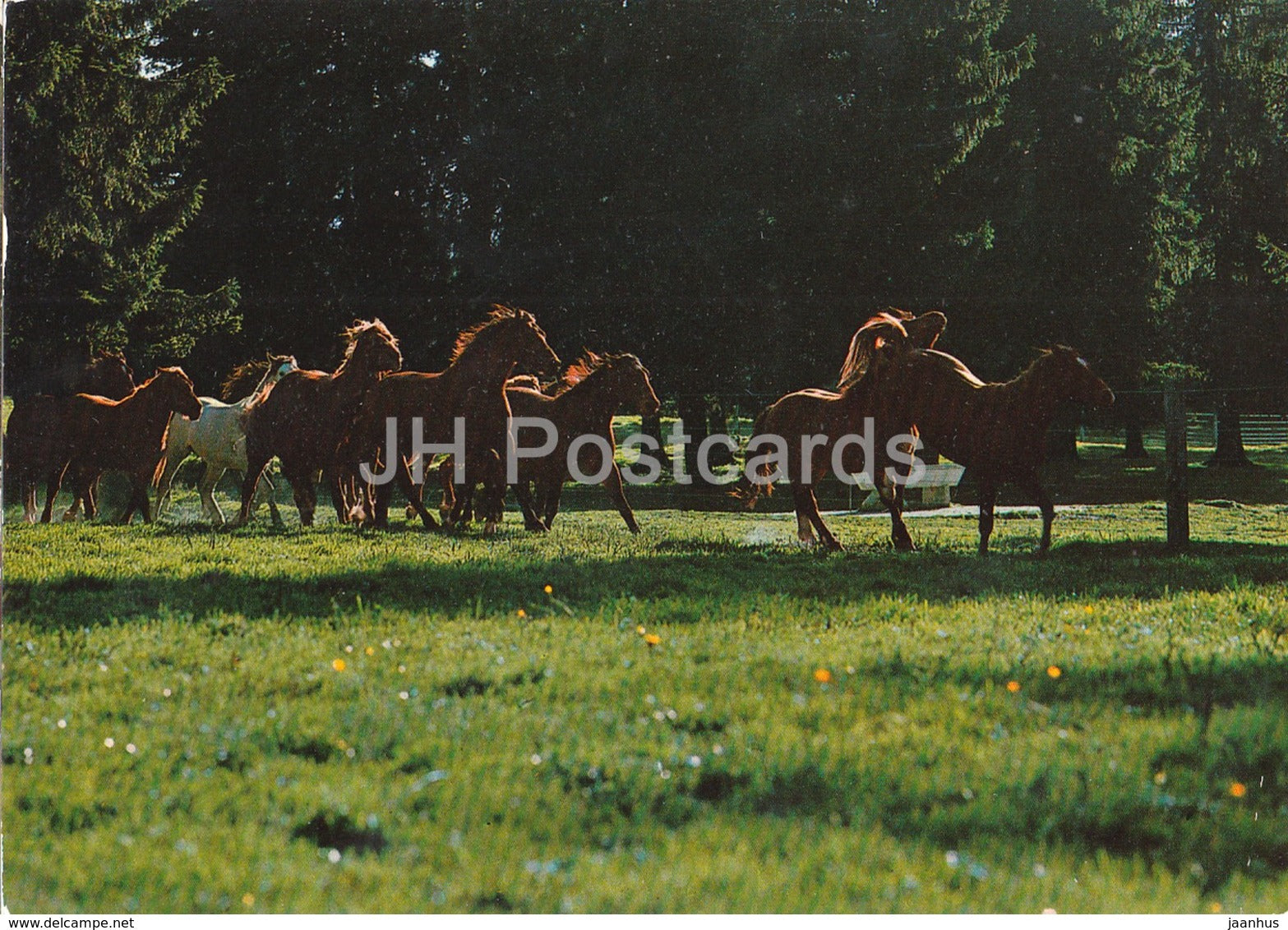 Au Paturage du Jura - Franches Montagnes - horse - Switzerland - used - JH Postcards