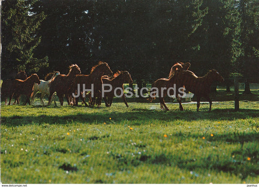 Au Paturage du Jura - Franches Montagnes - horse - Switzerland - used - JH Postcards