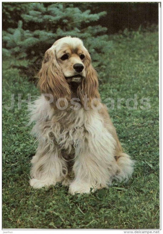 Cocker Spaniel - dog - Russia USSR - unused - JH Postcards