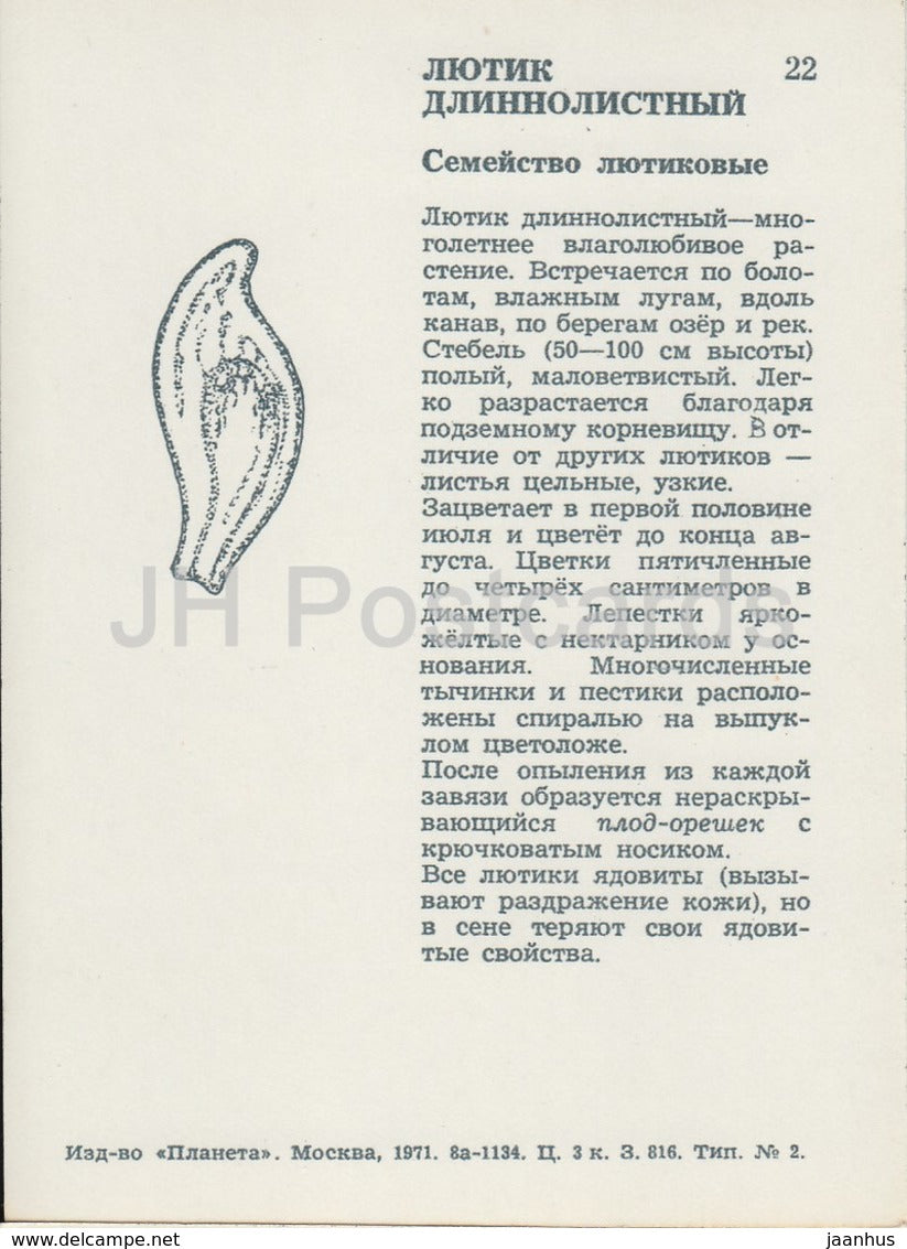 Grande Spearwort - Ranunculus lingua - Fleurs sauvages - 1971 - Russie URSS - inutilisé