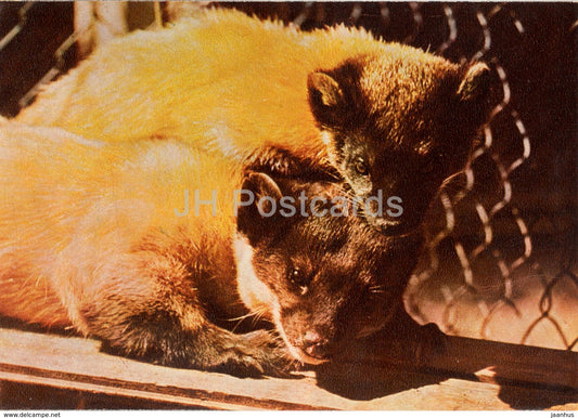 Yellow-throated marten - Martes flavigula - Riga Zoo - old postcard - Latvia USSR - unused - JH Postcards