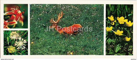 yellow cornflower - red deer - globe flower - animals - Caucasian Nature Reserve - 1980 - Russia USSR - unused - JH Postcards