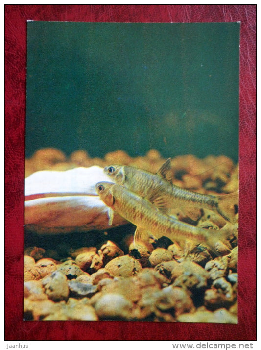 Cherskii's thicklip gudgeon - Chilogobio Czeskii - aquarium fish - 1980 - Russia USSR - unused - JH Postcards