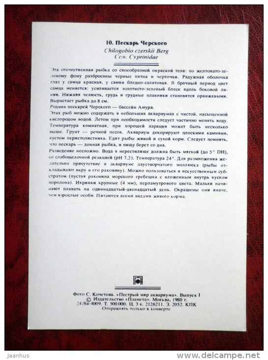 Cherskii's thicklip gudgeon - Chilogobio Czeskii - aquarium fish - 1980 - Russia USSR - unused - JH Postcards