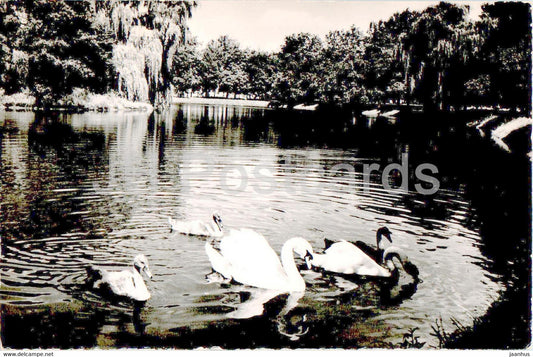 Gorzow Wielkopolski - park - birds - swan - 1968 - Poland - used - JH Postcards