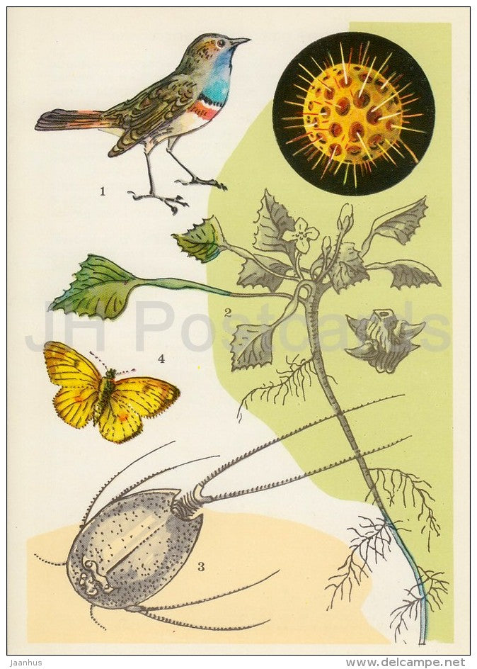 Bluethroat , bird - Tadpole shrimps - Colias , butterfly - Life in Water - 1977 - Russia USSR - unused - JH Postcards