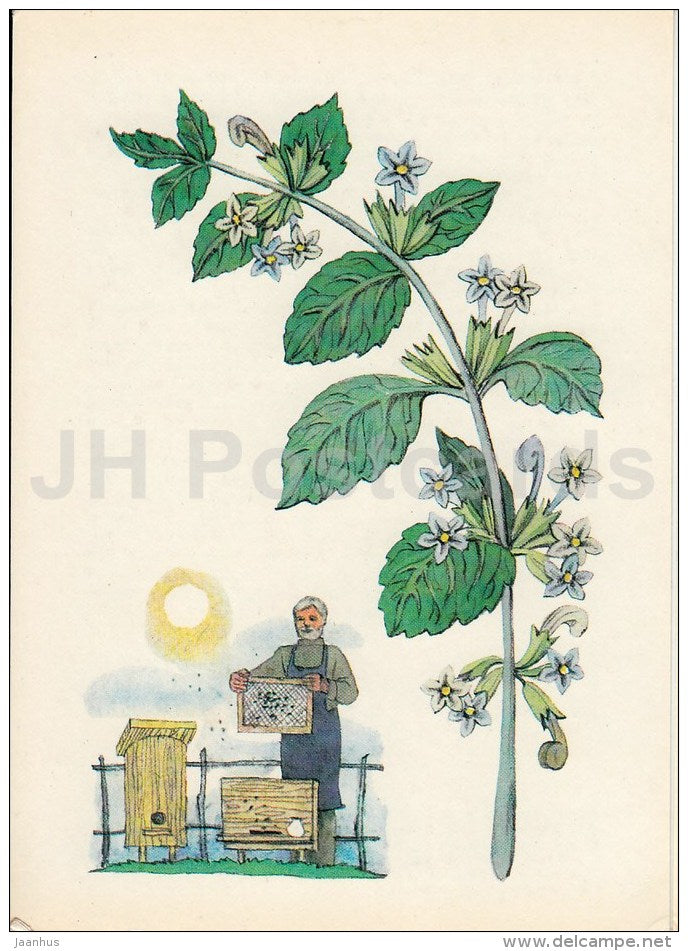 Melissa - Spice Plants - 1983 - Russia USSR - unused - JH Postcards