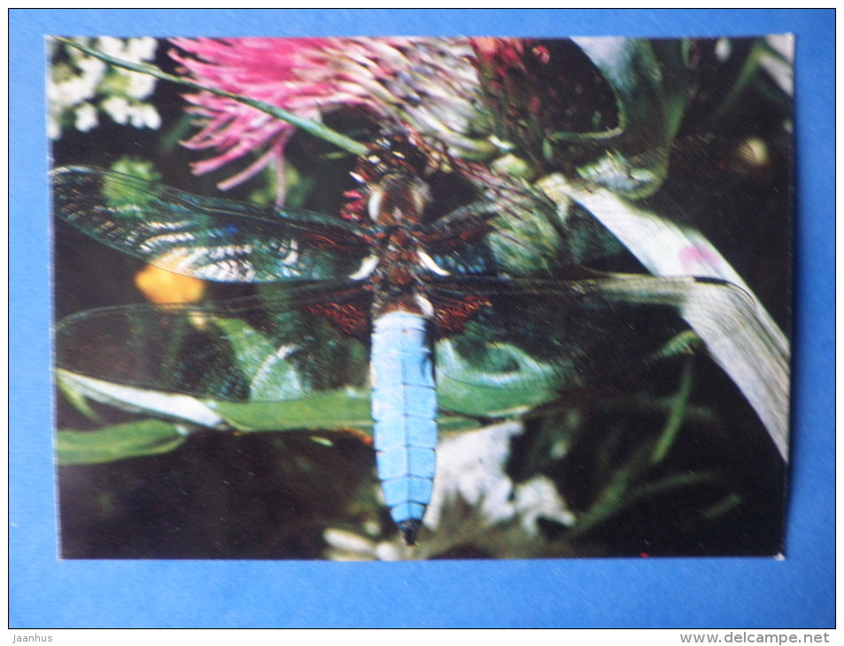 Broad-bodied Chaser - Libellula depressa - insects - 1980 - Russia USSR - unused - JH Postcards