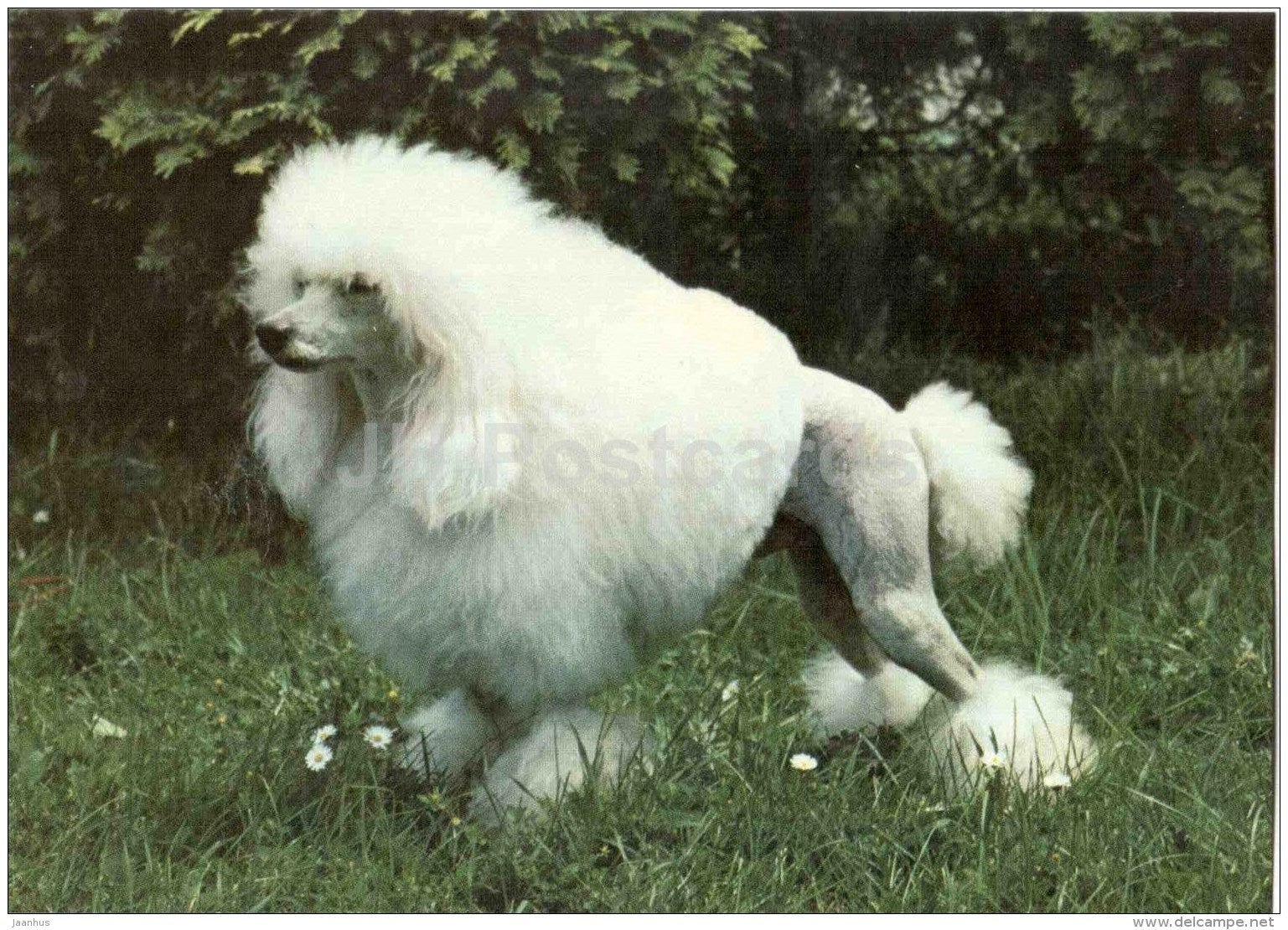 Miniature White Poodle - dog - Russia USSR - unused - JH Postcards