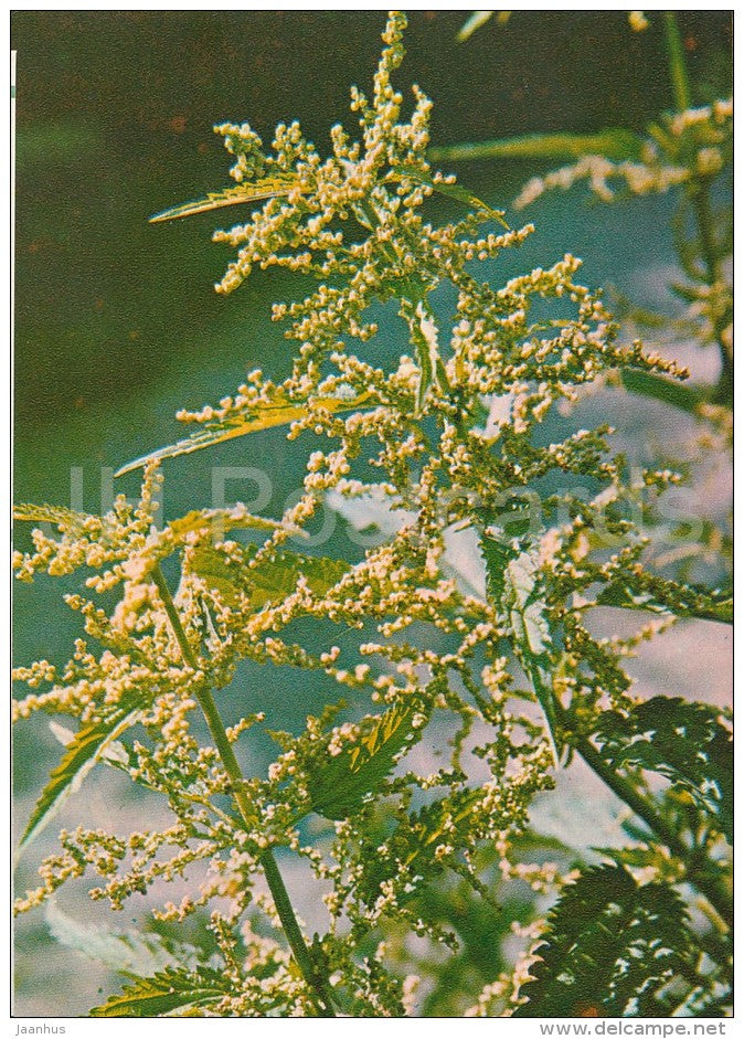Common Nettle - Urtica dioica - Medicinal Plants - Herbs - 1980 - Russia USSR - unused - JH Postcards