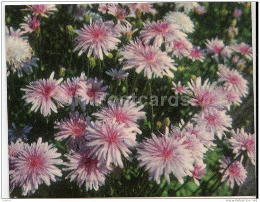 mini Birthday greeting card - chrysantemum - flowers - 1974 - Estonia USSR - unused - JH Postcards