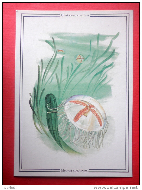 Gonionemus vertens - jellyfish - Sealife - 1989 - Russia USSR - unused - JH Postcards