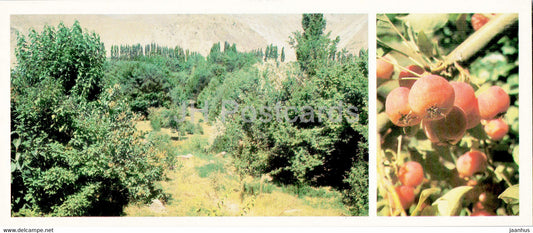 Pamir - Gorno-Badakhshan - Gursky Alpine botanical garden - 1985 - Tajikistan USSR - unused - JH Postcards