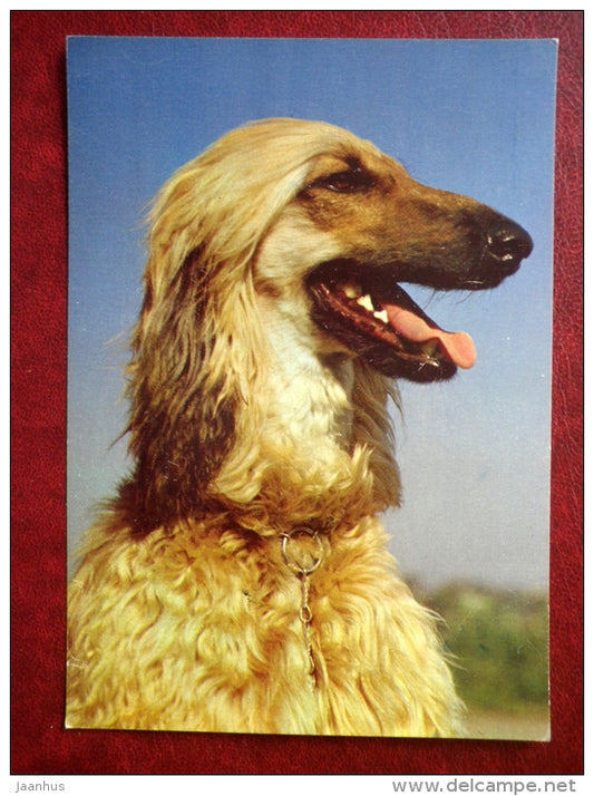 Afghan Hound - dogs - 1987 - Russia USSR - unused - JH Postcards