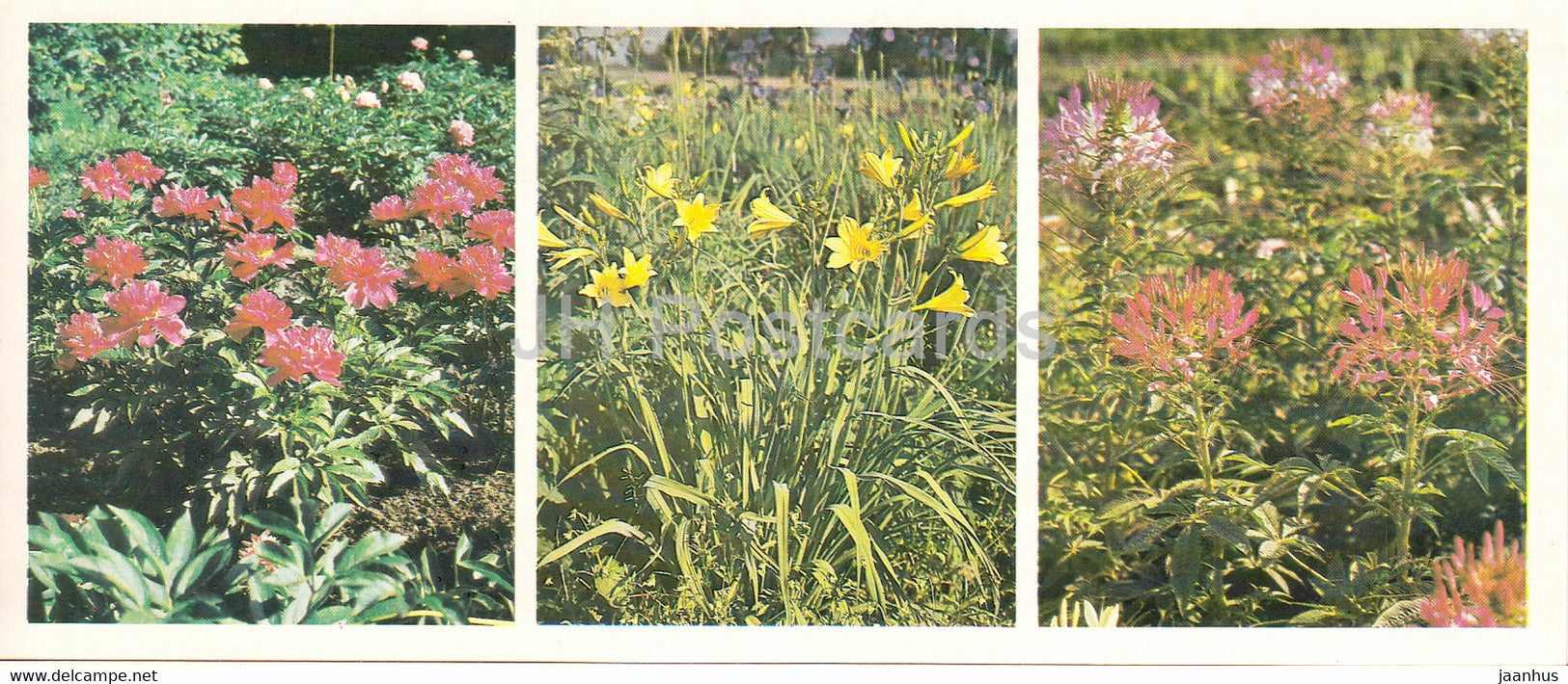 Daylilies - Spiny spiderflower - Siberian Botanical Garden - 1985 - Russia USSR - unused - JH Postcards
