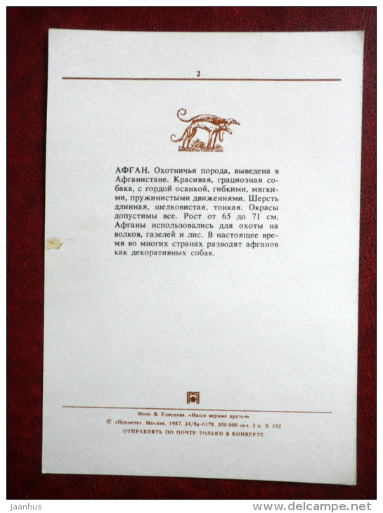 Afghan Hound - dogs - 1987 - Russia USSR - unused - JH Postcards