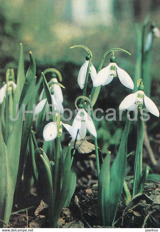 Snowdrop - flowers - plants - Bulgaria - unused - JH Postcards