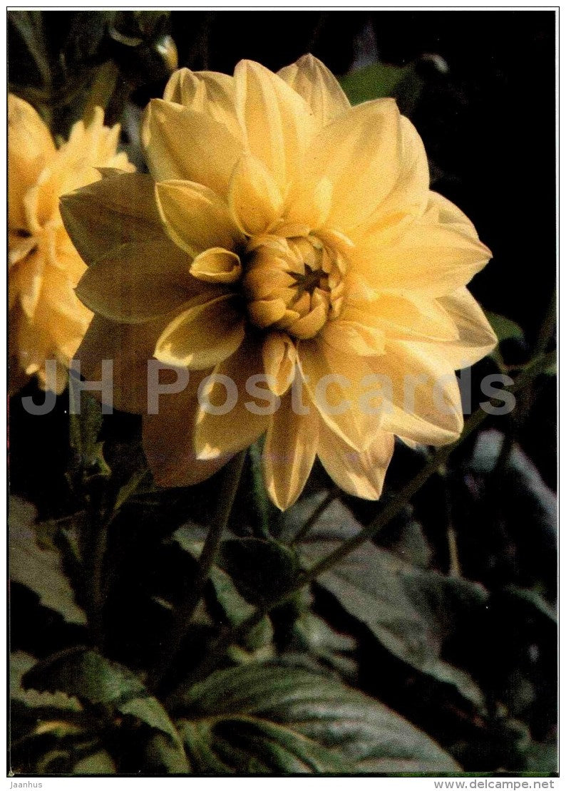 renessance - dahlia - flowers - Slovakia - Czechoslovakia - unused - JH Postcards