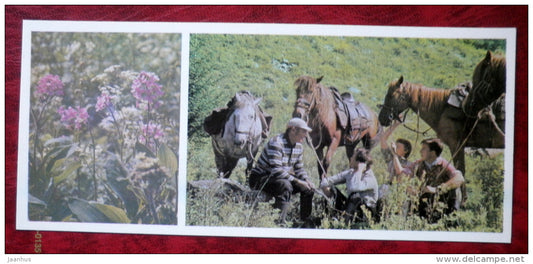 Hesperis sibirica - flowers - horse - Siberia blooms - 1973 - Russia USSR - unused - JH Postcards