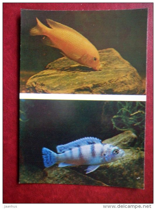 Kenyi Cichlid - Pseudotropheus lombardoi - aquarium fishes - 1982 - Russia USSR - unused - JH Postcards