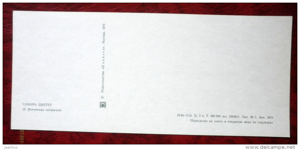 Hesperis sibirica - flowers - horse - Siberia blooms - 1973 - Russia USSR - unused - JH Postcards