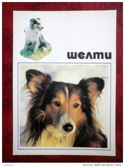 Shetland Sheepdog - Sheltie - dogs - 1991 - Russia - USSR - unused - JH Postcards