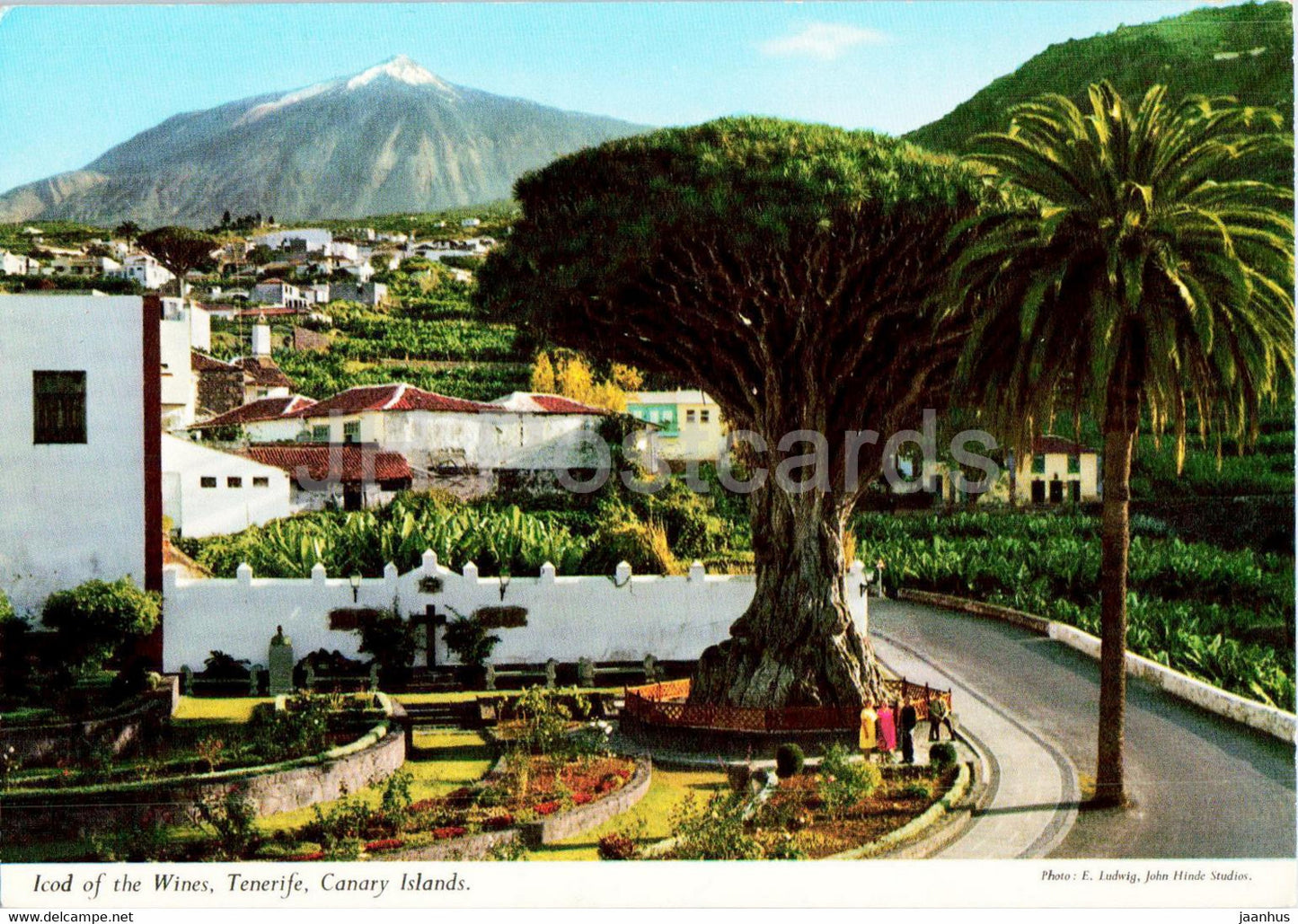 Icod of the Wines - Canary Islands - Tenerife - dragon tree - Spain - used - JH Postcards