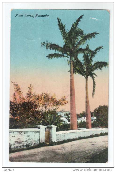 Palm Trees , Bermuda - No 19 - by Herrington & Scheihauer - old postcard - Bermuda - unused - JH Postcards