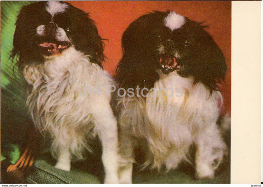 Japanese Chin - dogs - animals - 1977 - Estonia USSR - unused - JH Postcards
