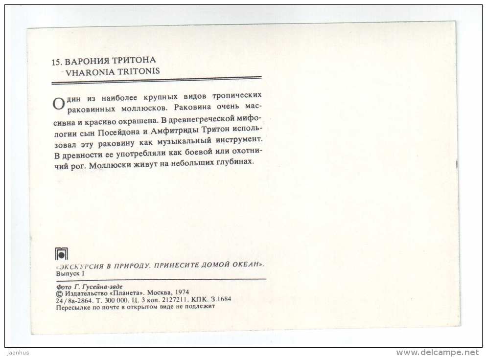 Triton´s trumpet - Charonia tritonis - shells - clams - mollusc - 1974 - Russia USSR - unused - JH Postcards