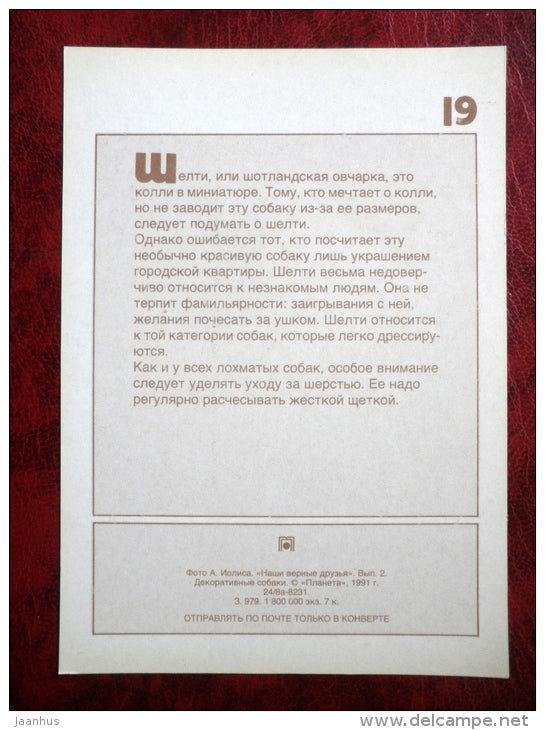 Shetland Sheepdog - Sheltie - dogs - 1991 - Russia - USSR - unused - JH Postcards