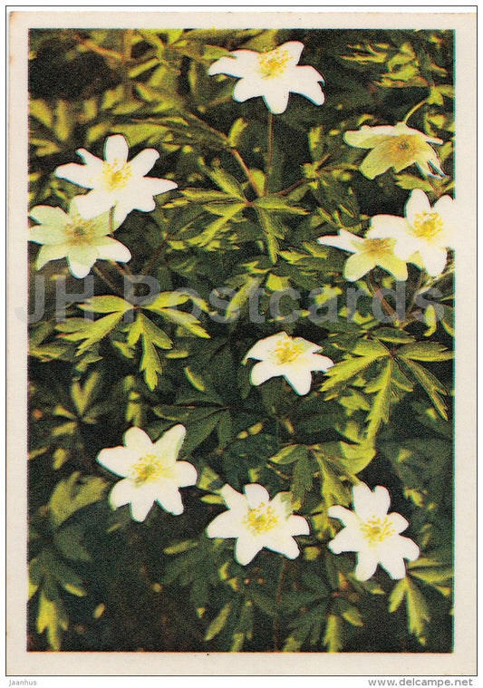 mini Birthday greeting card - anemone - flowers - 1981 - Estonia USSR - unused - JH Postcards