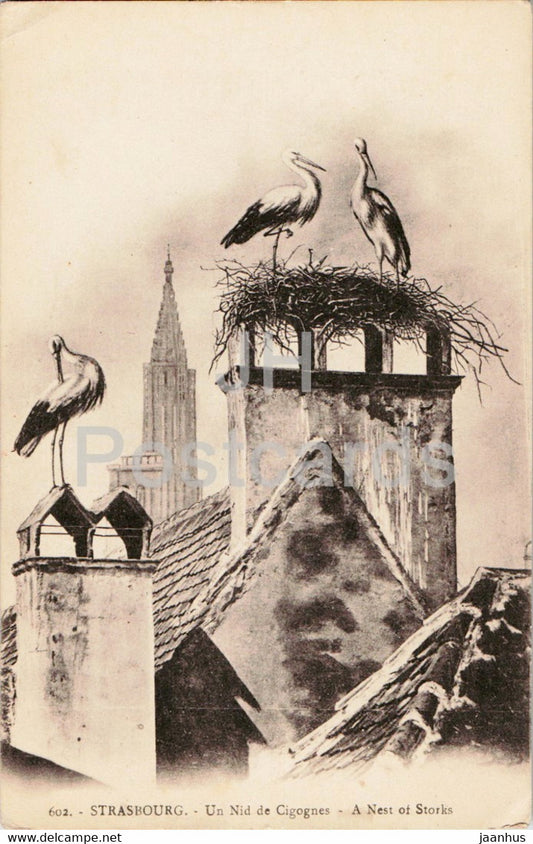Strasbourg - Un Nid de Cigognes - A Nest of Storks - birds - 602 - old postcard - France - unused - JH Postcards