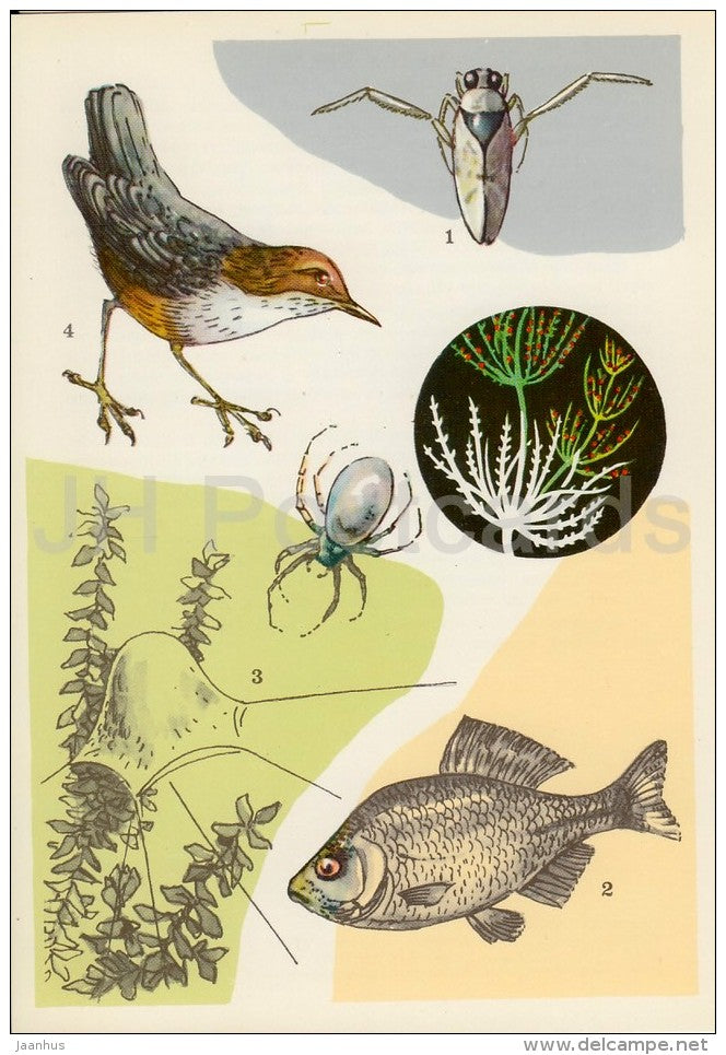 Amur Bitterling , fish - White-throated dipper , bird - Notonecta - Life in Water - 1977 - Russia USSR - unused - JH Postcards