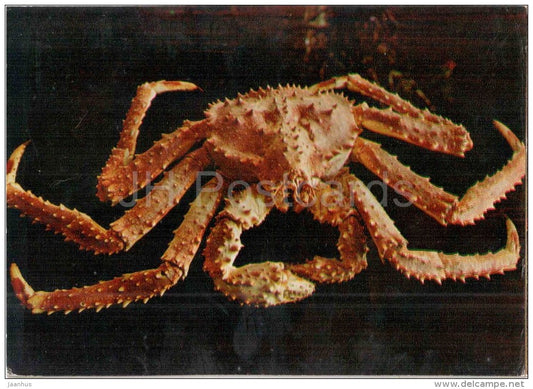 The Blue King Crab - Paralithodes platypus - carb - 1975 - Russia USSR - unused - JH Postcards