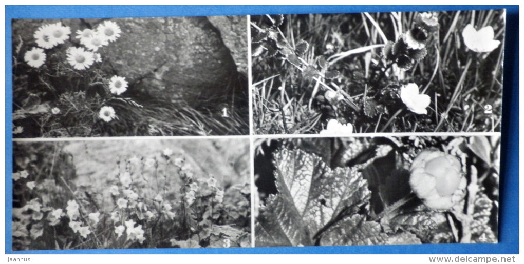 daisies , bell , cloudberry - plants - Kandalaksha Nature Reserve - 1974 - Russia USSR - unused - JH Postcards