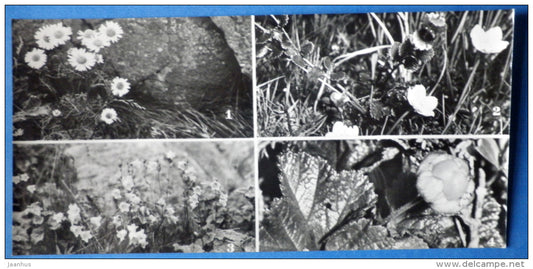 daisies , bell , cloudberry - plants - Kandalaksha Nature Reserve - 1974 - Russia USSR - unused - JH Postcards