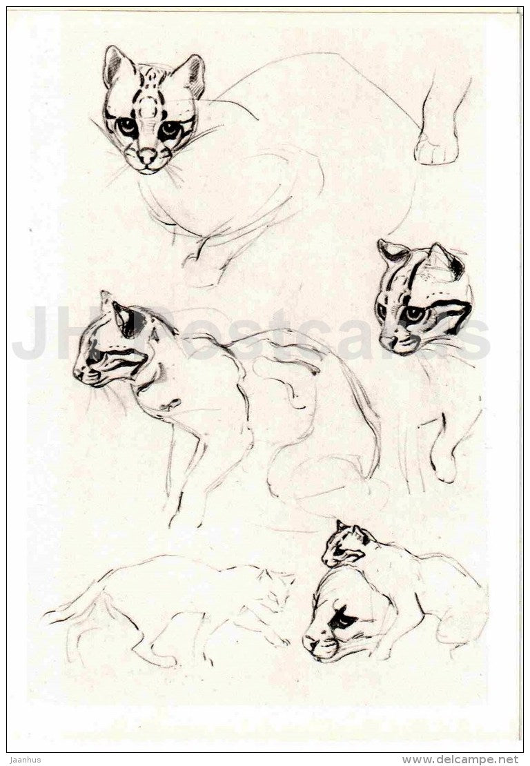painting by Vasily Vatagin - Ocelot - Leopardus pardalis - Russian art - 1978 - Russia USSR - unused - JH Postcards