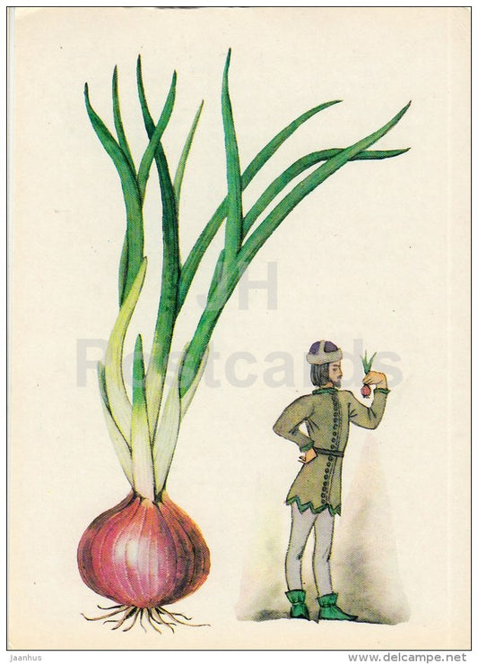 Onion - Spice Plants - 1983 - Russia USSR - unused - JH Postcards