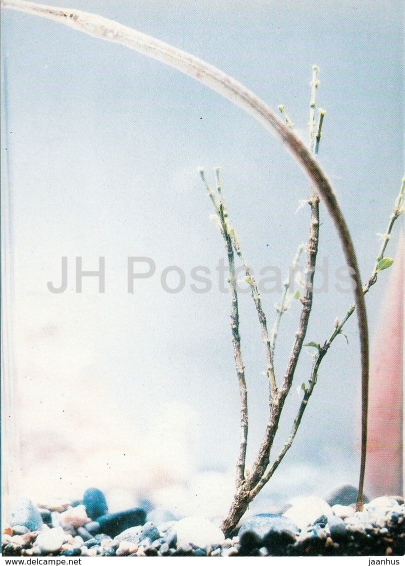 Pipefish - fish - Oceanarium in Batumi - 1989 - Georgia USSR - unused - JH Postcards