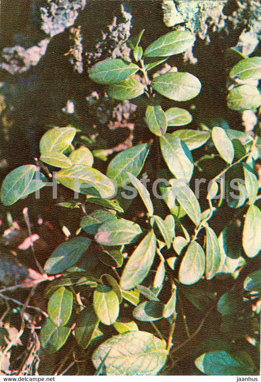 Lingonberry - Vaccinium vitis-idaea - Medicinal Plants - 1981 - Russia USSR - unused - JH Postcards
