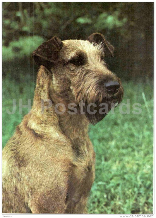 Irish terrier - dog - Russia USSR - unused - JH Postcards