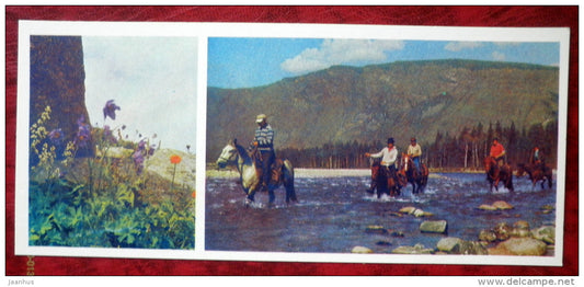 Altai Columbine - Aquilegia glandulosa - plants - horse - Siberia blooms - 1973 - Russia USSR - unused - JH Postcards