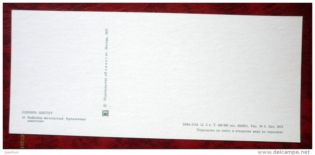 Altai Columbine - Aquilegia glandulosa - plants - horse - Siberia blooms - 1973 - Russia USSR - unused - JH Postcards