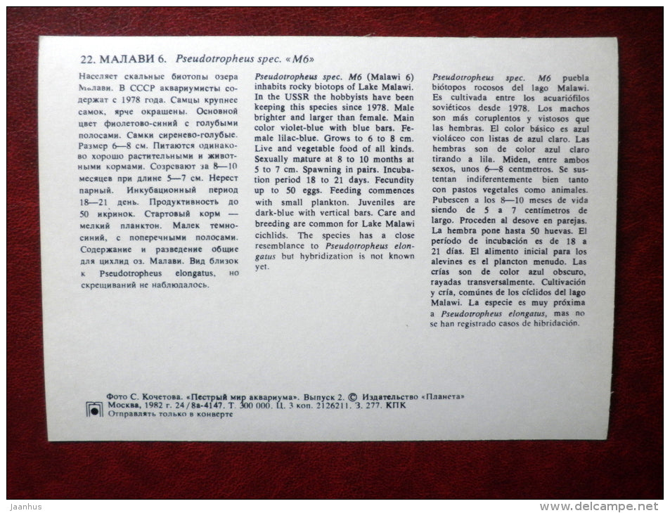 Pseudotropheus spec - aquarium fishes - 1982 - Russia USSR - unused - JH Postcards