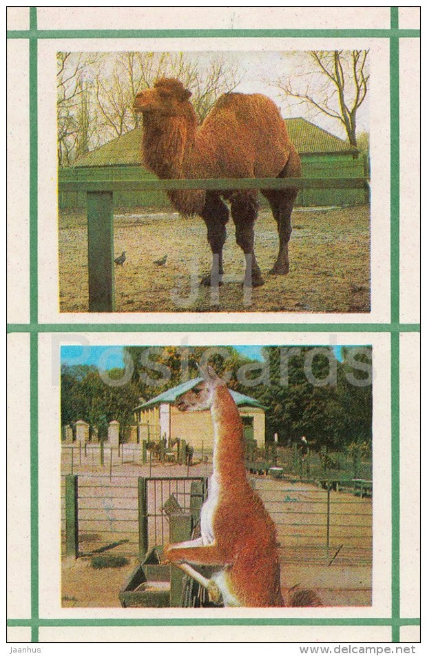 Camel - Lama - Kiev Kyiv Zoo - 1976 - Ukraine USSR - unused - JH Postcards
