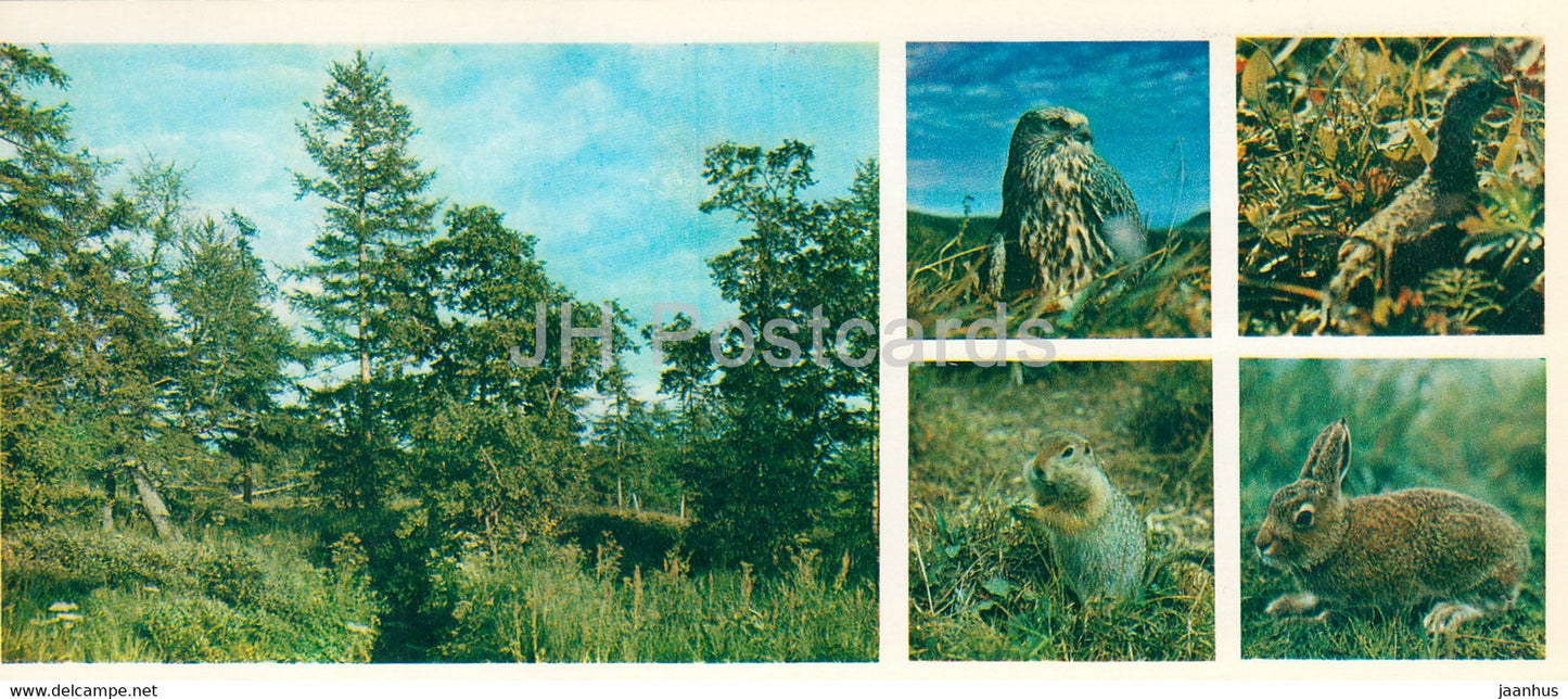 Kronotsky Nature Reserve - Peregrine falcon - Long-tailed Ground Squirrel - hare - birds - 1981 - Russia USSR - unused - JH Postcards