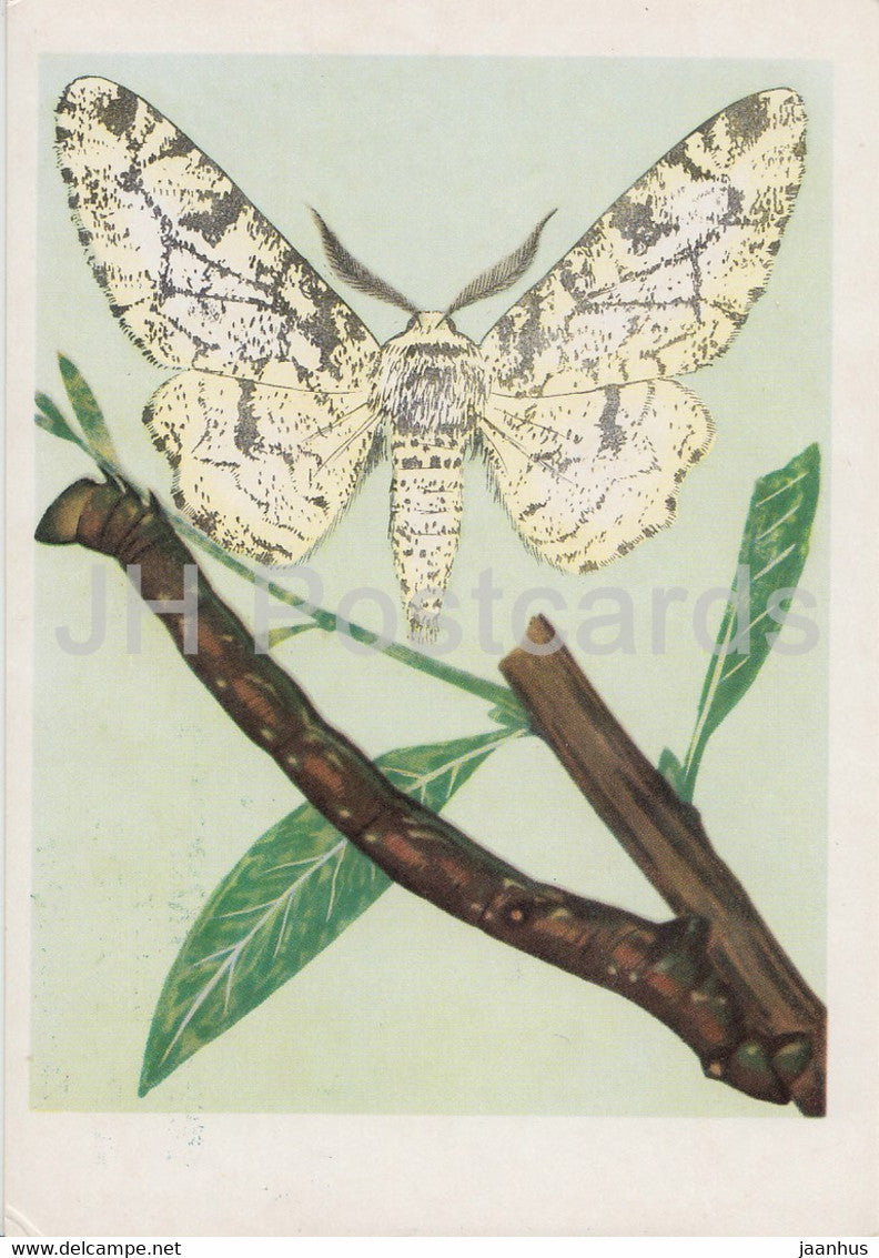 Wlochacz brzoziak - Peppered moth - Biston betularia - moth - insects - illustration - Poland - unused - JH Postcards